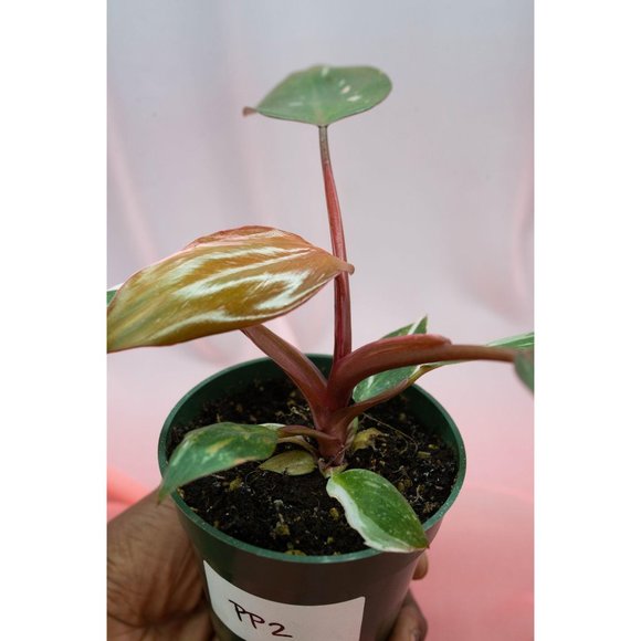 Pink Princess Philodendron 4" US Seller | RARE Pot - Picture 2 of 4